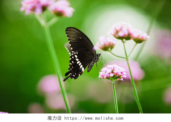 夏日花卉蝴蝶图片